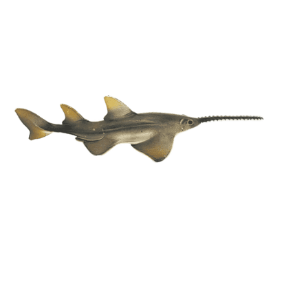 Schleich Saegefisch 14724