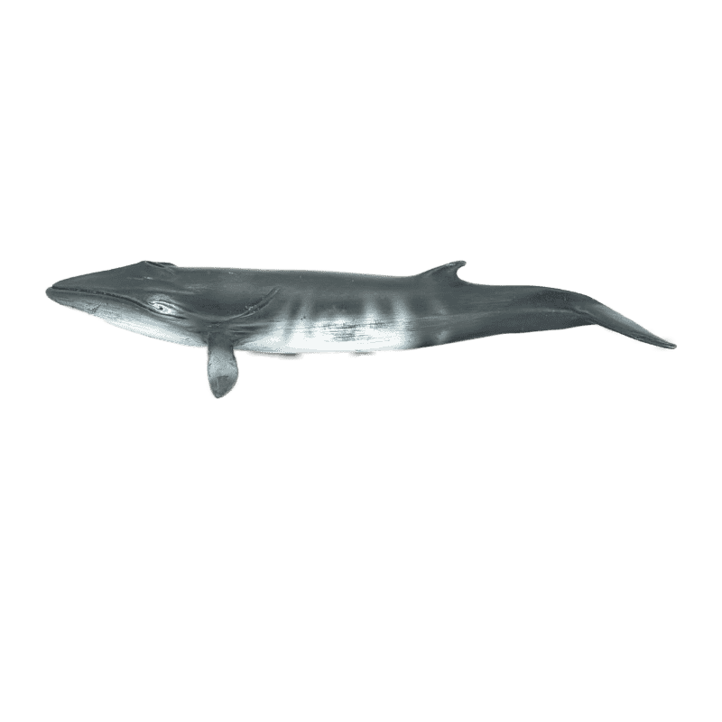 Schleich Zwergwal 16087